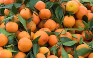 mandarine-cugir